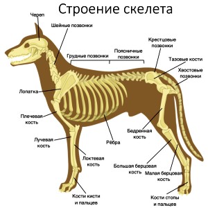 Тест «Опора и движение животных