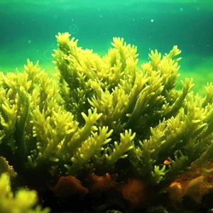 Тест Многообразие водорослей